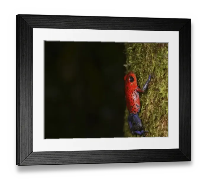 Framed Print : Strawberry Poison-dart frog (Dendrobates pumilio) La Selva, Costa Rica