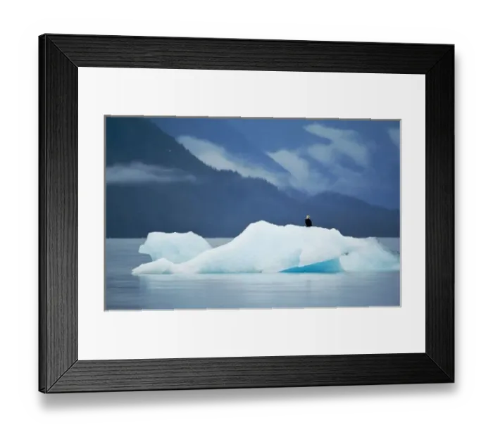 Framed Print : USA, Alaska, Inside Passage. Bald eagle perched on ice flow Framed Print : USA, Alaska, Inside Passage. Bald eagle perched on ice flow