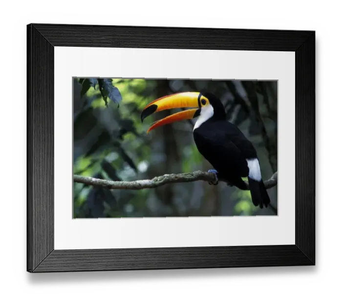 Framed Print : Toco Toucan (Ramphastos Framed Print : Toco Toucan (Ramphastos