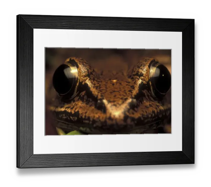 Framed Print : Costa Rica, Alajuela Province, Close-up of White-lipped Frog (Leptodactylus labialis) Framed Print : Costa Rica, Alajuela Province, Close-up of White-lipped Frog (Leptodactylus labialis)