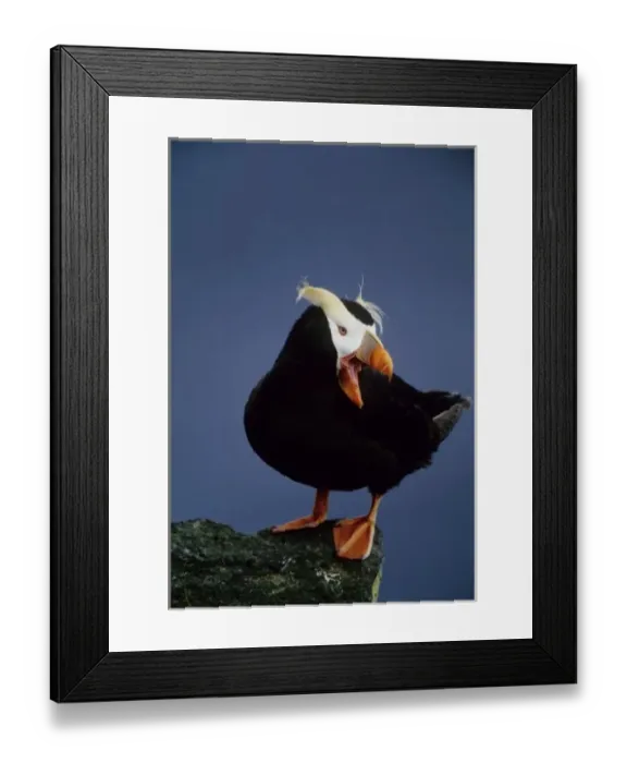 Framed Print : USA, Alaska, Pribilof Islands. Close-up of lone puffin standing on rock ledge