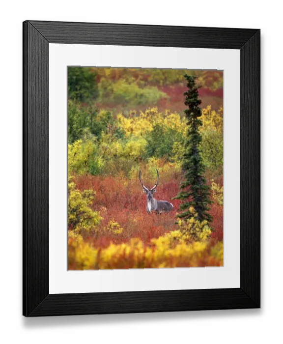 Framed Print : USA, Alaska, Denali National Park. Caribou and autumn tundra in Denali National Park Framed Print : USA, Alaska, Denali National Park. Caribou and autumn tundra in Denali National Park