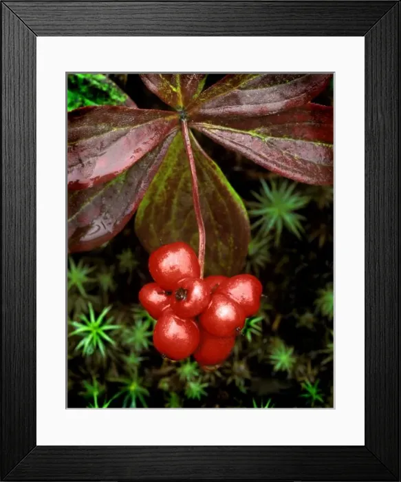 Framed Print : USA, Alaska, Denali National Park. Detail of leaves and bright red berries of Framed Print : USA, Alaska, Denali National Park. Detail of leaves and bright red berries of