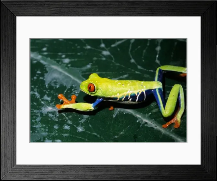 Framed Print : Monte Verde, Costa Framed Print : Monte Verde, Costa