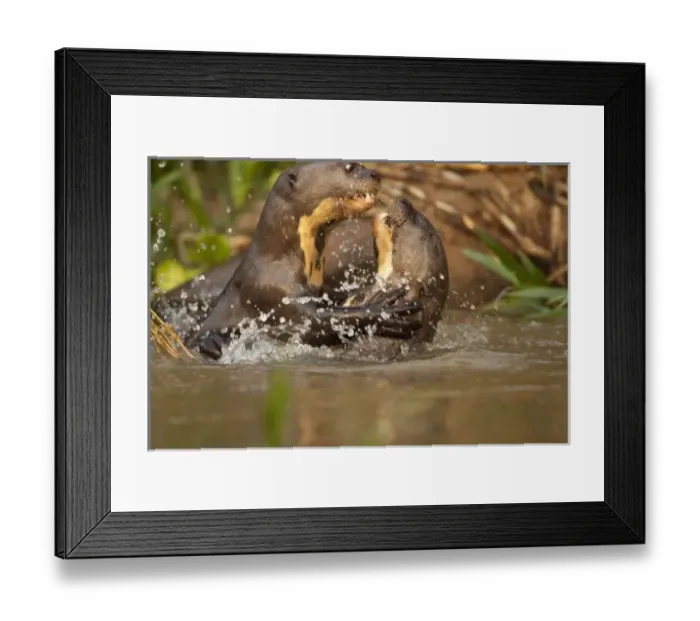 Framed Print : Pantanal NP, Brazil, Giant River Otter, Pteronura brasiliensis, swimming and playing Framed Print : Pantanal NP, Brazil, Giant River Otter, Pteronura brasiliensis, swimming and playing