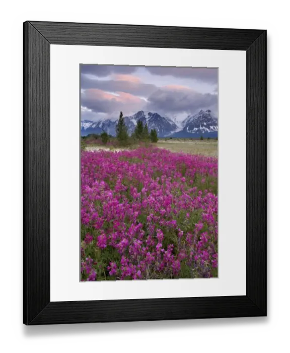 Framed Print : USA, Alaska, Alsek River Valley. View of wildflowers and Fairweather Range Framed Print : USA, Alaska, Alsek River Valley. View of wildflowers and Fairweather Range