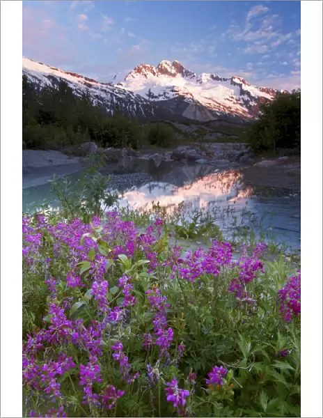 USA, Alaska, Alsek-Tatshenshini Wilderness. View of wildflowers, pond, and mountains
