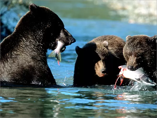 Female Grizzly and Cubs Sharing Salmon in Water, U. S. A, Alaska, Katmai Peninsula