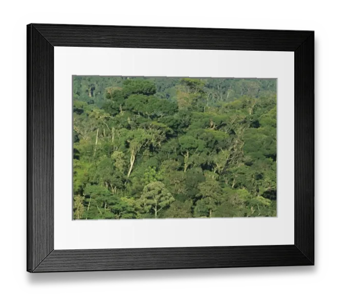 Framed Print : Brazil, Rio State, Serra dos Orgaos National Park, Atlantic protected forest