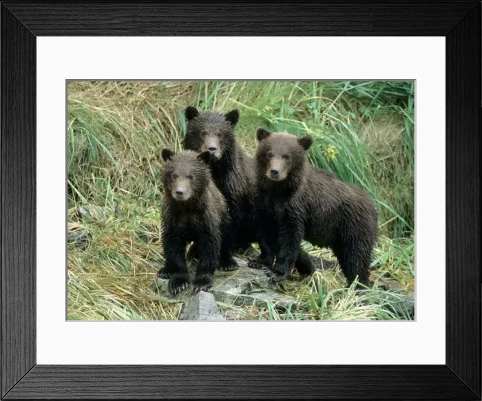 Framed Print : Three Grizzly Bear Cubs or Coys (Cub of the Year) Sitting on a Grassy Slope, U. S Framed Print : Three Grizzly Bear Cubs or Coys (Cub of the Year) Sitting on a Grassy Slope, U. S