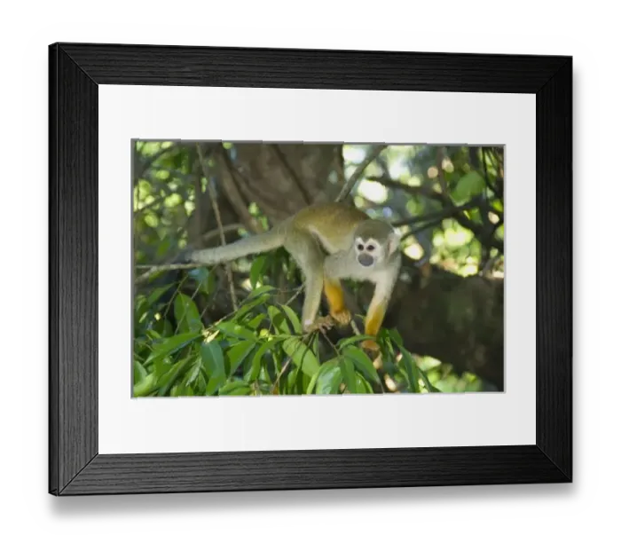 Framed Print : Common Squirrel Monkey, (Saimiri sciureus), Rio Negro, Amazon, Brazil, wild Framed Print : Common Squirrel Monkey, (Saimiri sciureus), Rio Negro, Amazon, Brazil, wild