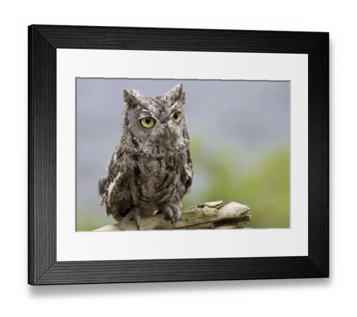 Framed Print : USA, North America, Alaska