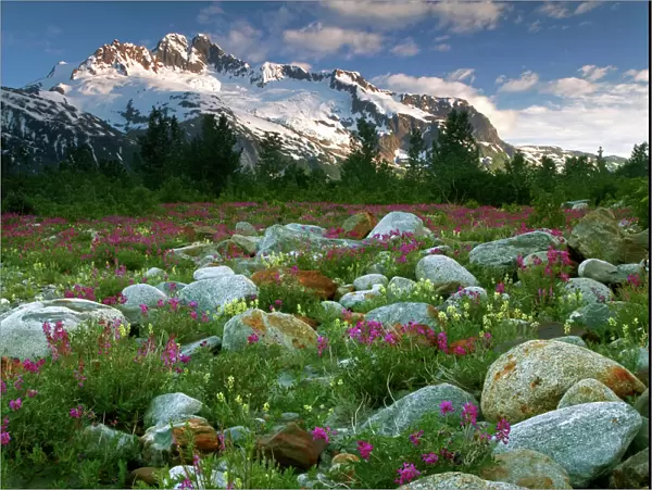 USA, Alaska, Alsek-Tatshenshini Wilderness. View of rock garden, flowers, and mountains