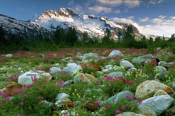 USA, Alaska, Alsek-Tatshenshini Wilderness. View of rock garden, flowers, and mountains