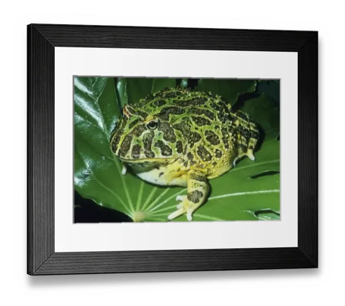 Framed Print : Ornate Horned Frog, (Ceratophrys ornata), Brazil, portrait of an ornate horned frog Framed Print : Ornate Horned Frog, (Ceratophrys ornata), Brazil, portrait of an ornate horned frog