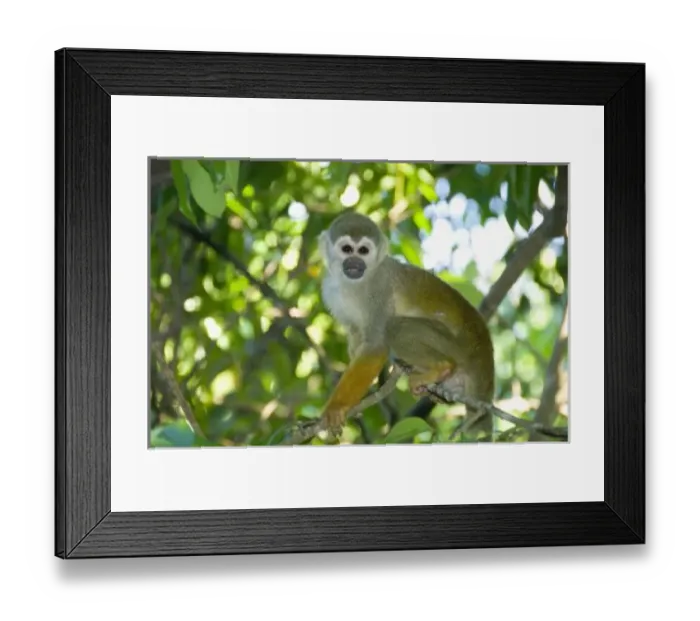 Framed Print : South America, Brazil Framed Print : South America, Brazil