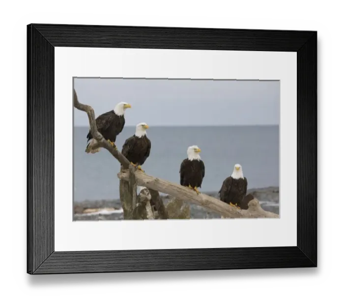 Framed Print : USA, Alaska, Kachemak Bay, Homer Spit. Bald eagles perched on a piece of driftwood Framed Print : USA, Alaska, Kachemak Bay, Homer Spit. Bald eagles perched on a piece of driftwood