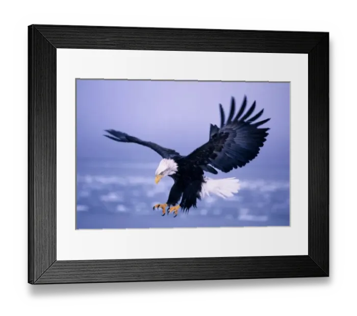 Framed Print : Bald Eagle Landing Wings Spread in a Storm, U. S. A, S. E. Alaska Framed Print : Bald Eagle Landing Wings Spread in a Storm, U. S. A, S. E. Alaska
