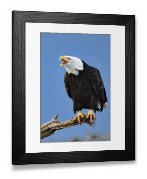 Framed Print : Bald Eagle calling, Homer, Alaska, Haliaetus leucocephalus