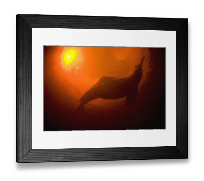 Framed Print : Amazon River Dolphins or Botos (Inia geoffrensis) Underwater, Rio Negro, Amazonia, Brazil Framed Print : Amazon River Dolphins or Botos (Inia geoffrensis) Underwater, Rio Negro, Amazonia, Brazil