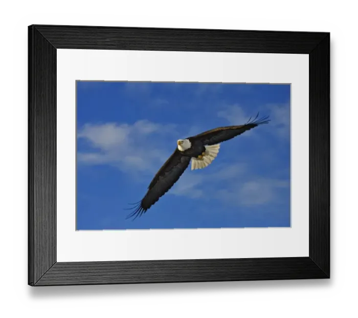 Framed Print : Bald Eagle in flight, Haliaetus leucocephalus, Homer, Alaska
