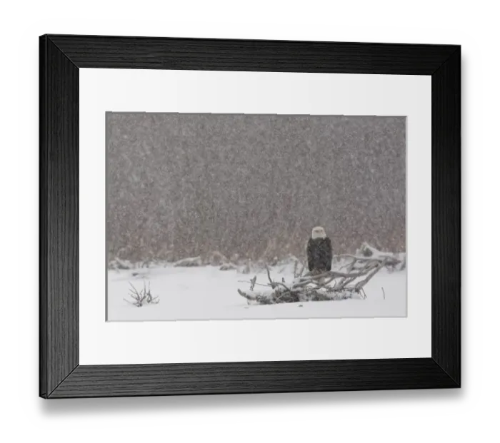 Framed Print : USA, Alaska, Chilkat River. Bald eagle (Haliaeetus leucocephalus) in snow storm Framed Print : USA, Alaska, Chilkat River. Bald eagle (Haliaeetus leucocephalus) in snow storm