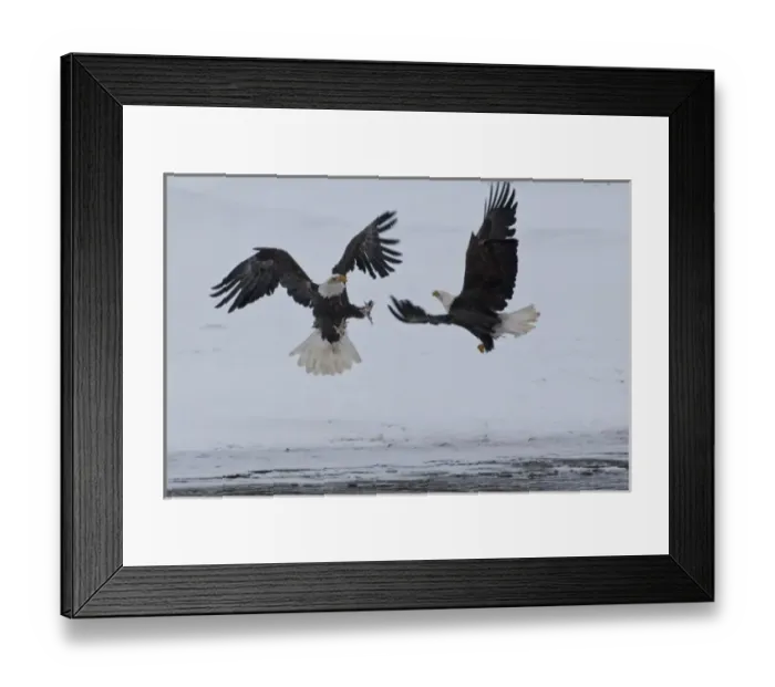 Framed Print : USA, Alaska, Chilkat River. Bald eagles fighting. Credit as: Cathy & Gordon Illg Framed Print : USA, Alaska, Chilkat River. Bald eagles fighting. Credit as: Cathy & Gordon Illg