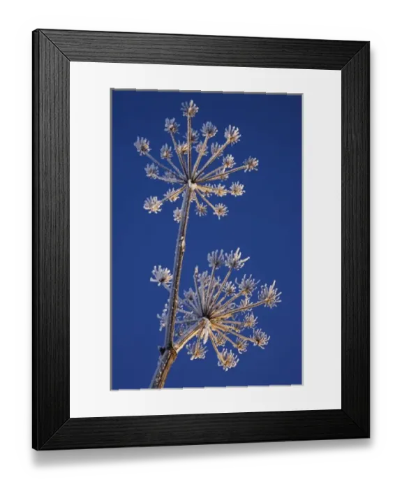 Framed Print : Skyward view of Cow Parsnip in winter covered in morning frost, Homer, Alaska