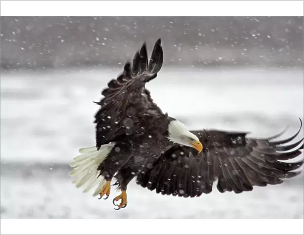 USA, Alaska, Alaska Chilkat Bald Eagle Preserve. Bald eagle flies in snowstorm. Credit as