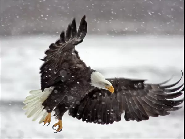 USA, Alaska, Alaska Chilkat Bald Eagle Preserve. Bald eagle flies in snowstorm. Credit as