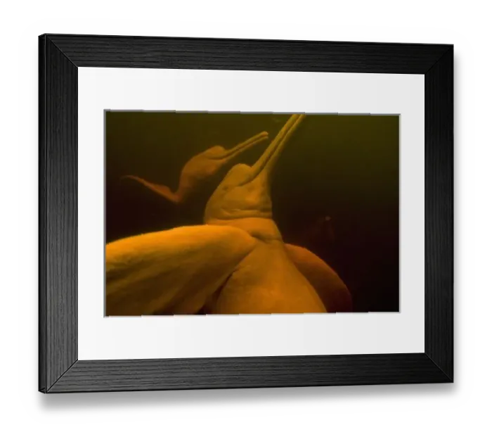 Framed Print : Amazon River Dolphins or Botos (Inia geoffrensis) Underwater, Rio Negro, Amazonia, Brazil Framed Print : Amazon River Dolphins or Botos (Inia geoffrensis) Underwater, Rio Negro, Amazonia, Brazil