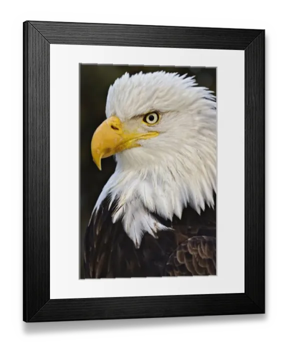 Framed Print : USA, North America, Alaska