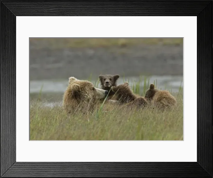 Framed Print : USA, North America, Alaska Framed Print : USA, North America, Alaska