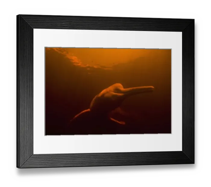 Framed Print : Amazon River Dolphin (Inia geoffrensis) or Boto, WILD, Underwater in Flooded Forest Framed Print : Amazon River Dolphin (Inia geoffrensis) or Boto, WILD, Underwater in Flooded Forest