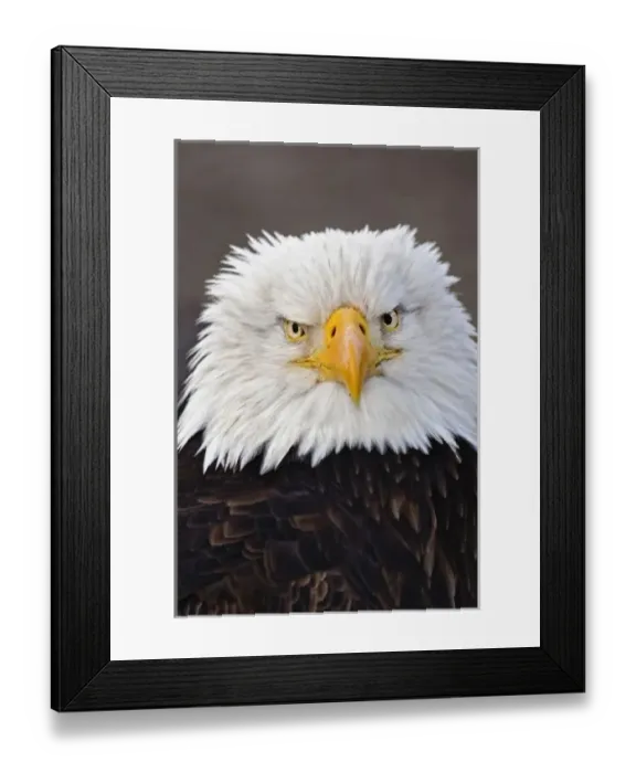 Framed Print : Bald Eagle Portrait, Bald Eagle in flight, Homer, Alaska, Haliaetus leucocephalus Framed Print : Bald Eagle Portrait, Bald Eagle in flight, Homer, Alaska, Haliaetus leucocephalus