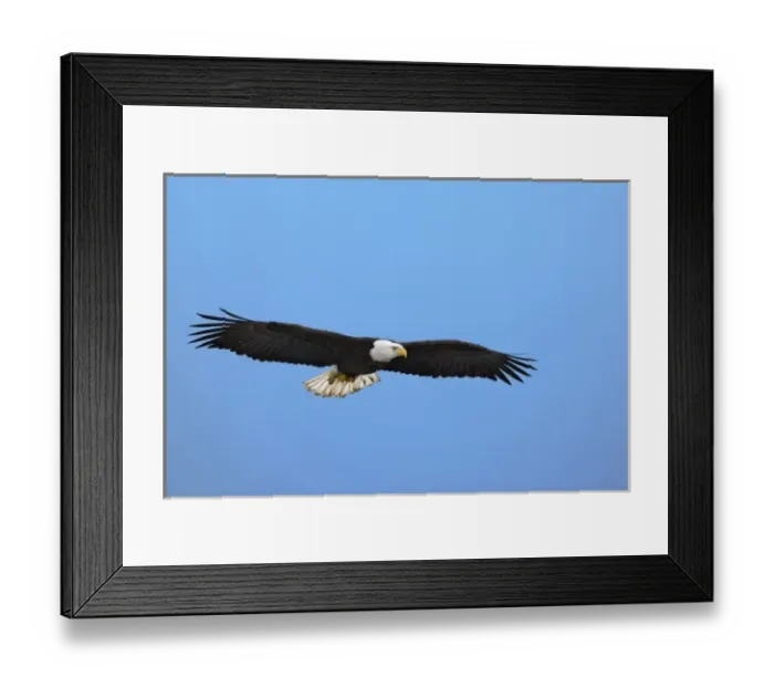 Framed Print : Bald Eagle in flight, Homer, Alaska, Haliaetus leucocephalus Framed Print : Bald Eagle in flight, Homer, Alaska, Haliaetus leucocephalus