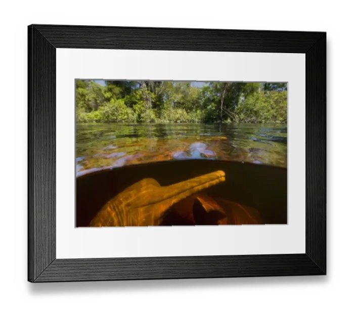 Framed Print : Amazon River Dolphins (Inia geoffrensis) Ariau River, tributary of Rio Negro. Amazonia Framed Print : Amazon River Dolphins (Inia geoffrensis) Ariau River, tributary of Rio Negro. Amazonia