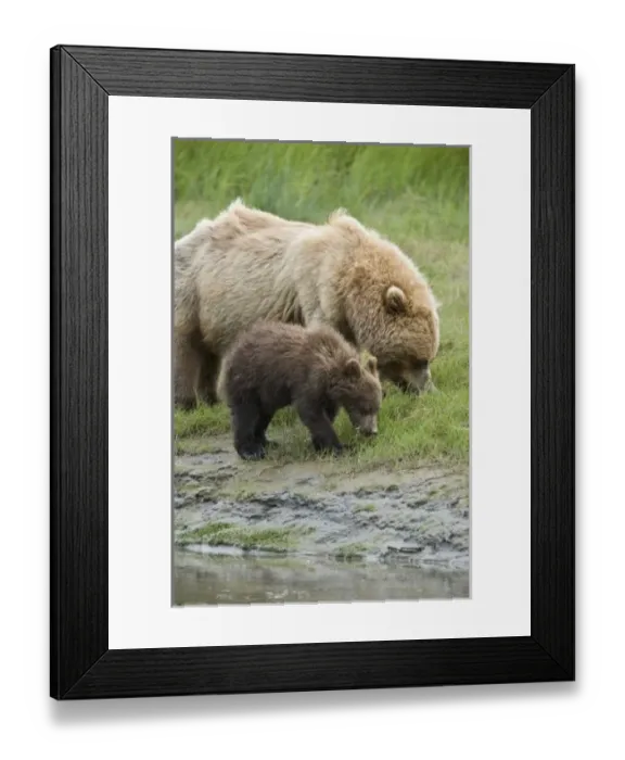 Framed Print : USA, North America, Alaska Framed Print : USA, North America, Alaska