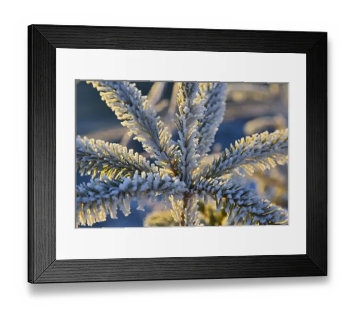 Framed Print : Frost on evergreen tree, Homer, Alaska Framed Print : Frost on evergreen tree, Homer, Alaska