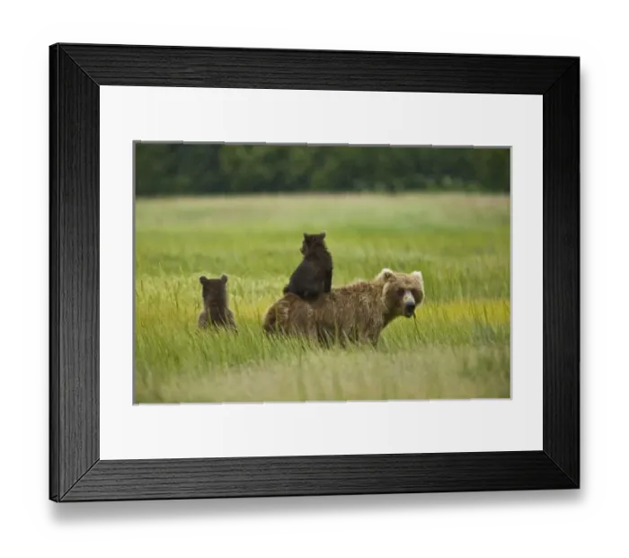Framed Print : USA, Alaska, Lake Clark National Park. A mother grizzly and her cubs scout for pending Framed Print : USA, Alaska, Lake Clark National Park. A mother grizzly and her cubs scout for pending