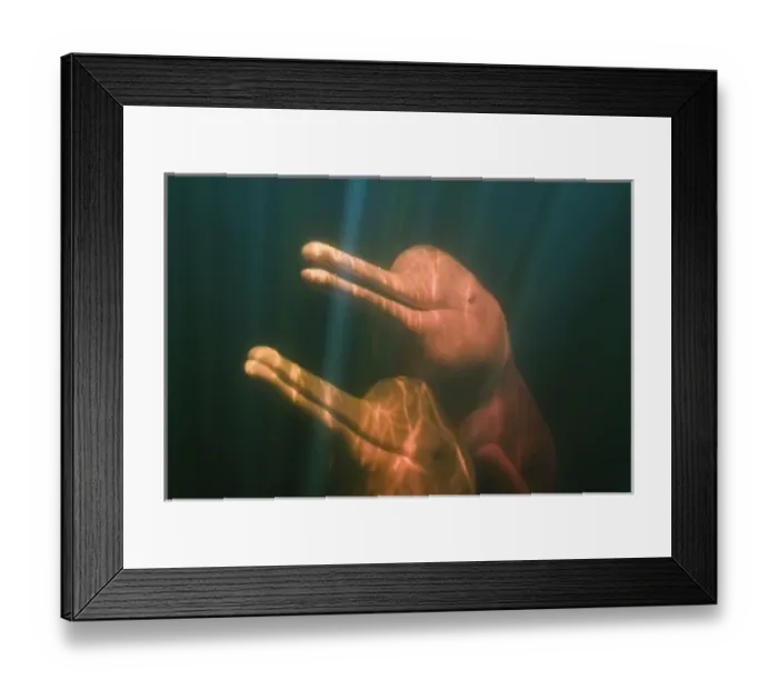 Framed Print : Boto, or Amazon River Dolphin (Inia geoffrensis) WILD, Rio Negro, BRAZIL Framed Print : Boto, or Amazon River Dolphin (Inia geoffrensis) WILD, Rio Negro, BRAZIL