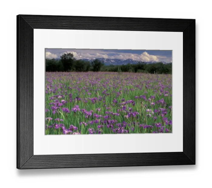 Framed Print : North America, USA, Alaska, Anchorage, Eklutna Flats, Iris flowers (Iris setosa) Framed Print : North America, USA, Alaska, Anchorage, Eklutna Flats, Iris flowers (Iris setosa)