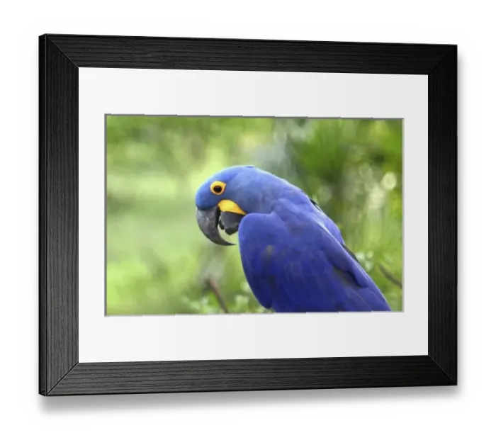 Framed Print : South America, Brazil, Pantanal. The endangered Hyacinth Macaw at home in the Pantanal Framed Print : South America, Brazil, Pantanal. The endangered Hyacinth Macaw at home in the Pantanal