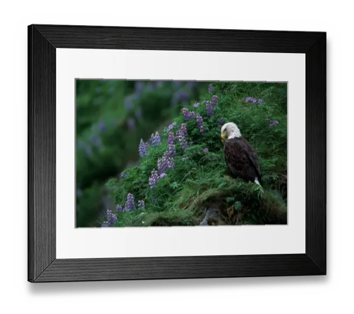 Framed Print : Alaska, Unalaska Island Bald Eagle among Nootka Lupine (Haliaeetus leucocephalus) Framed Print : Alaska, Unalaska Island Bald Eagle among Nootka Lupine (Haliaeetus leucocephalus)