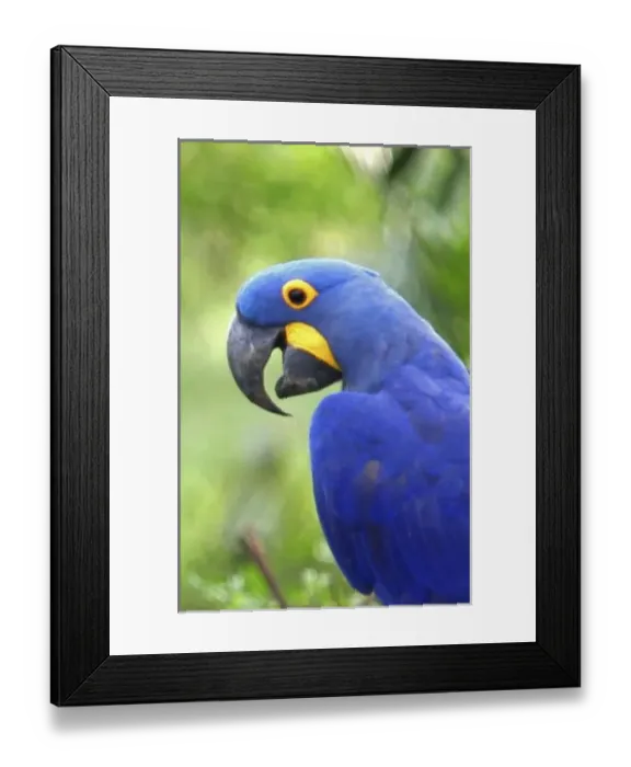 Framed Print : South America, Brazil, Pantanal. The endangered Hyacinth Macaw at home in the Pantanal Framed Print : South America, Brazil, Pantanal. The endangered Hyacinth Macaw at home in the Pantanal