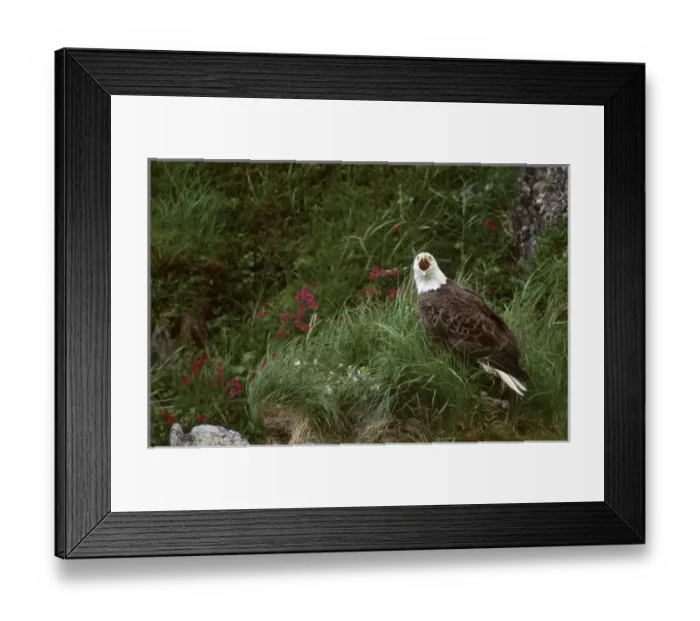 Framed Print : U. S. A. Alaska, Unalaska Island Bald eagle (Haliaeetus leucocephalus) Framed Print : U. S. A. Alaska, Unalaska Island Bald eagle (Haliaeetus leucocephalus)