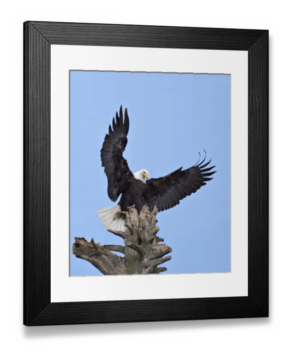 Framed Print : Bald Eagle (Haliaeetus leucocephalus) with wings stretched overhead