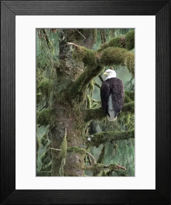 Framed Print : U. S. A. Alaska, Southeast Alaska Bald eagle (Haliaeetus leucocephalus) in tree Framed Print : U. S. A. Alaska, Southeast Alaska Bald eagle (Haliaeetus leucocephalus) in tree