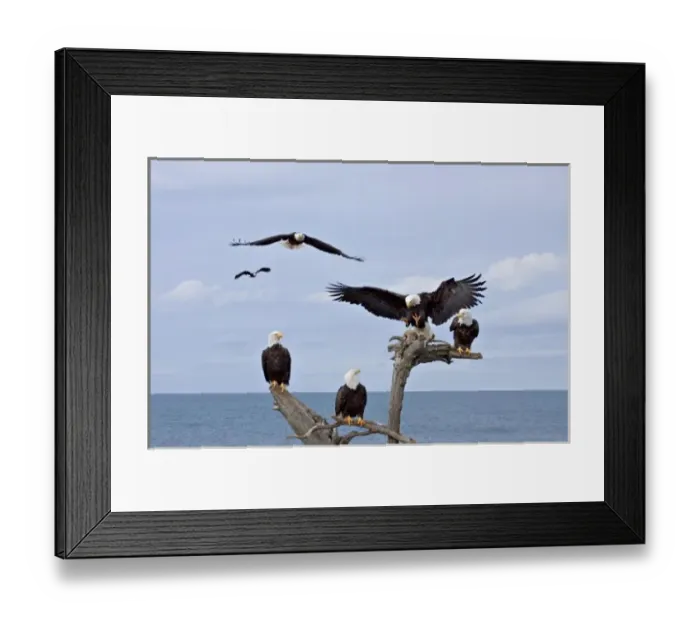 Framed Print : Six Bald Eagles (Haliaeetus leucocephalus)