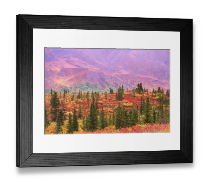 Framed Print : Fall color in Denali National Park Framed Print : Fall color in Denali National Park